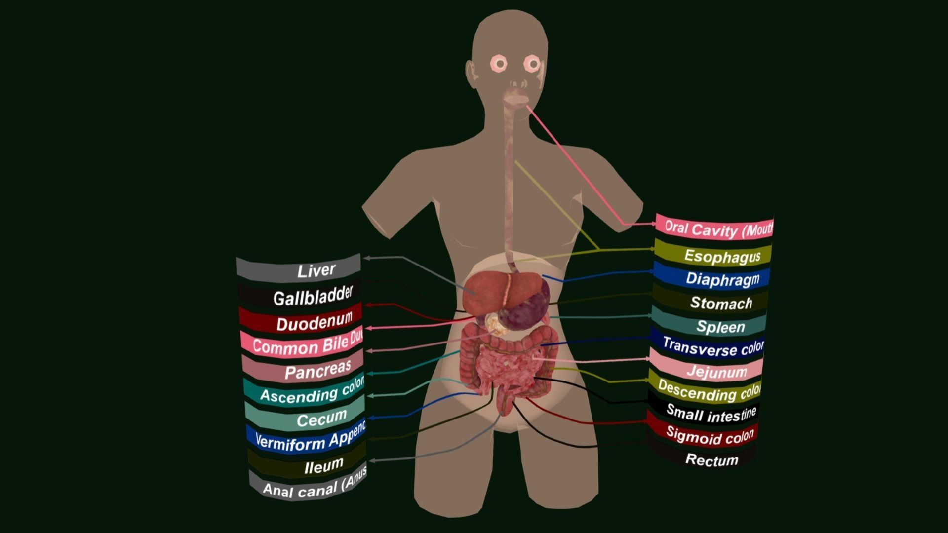 Human Digestive System - Female Digestive System Low-poly 3D model_2