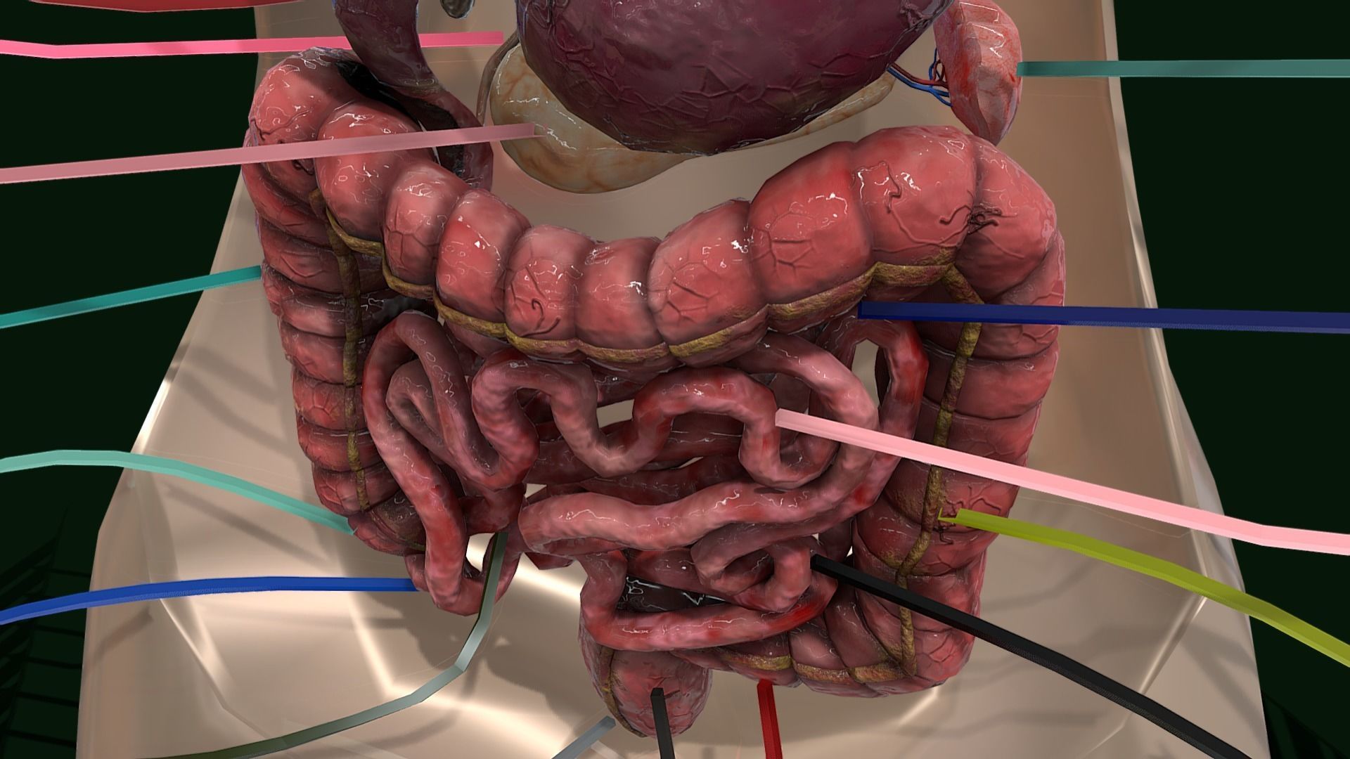 Human Digestive System - Female Digestive System Low-poly 3D model_16