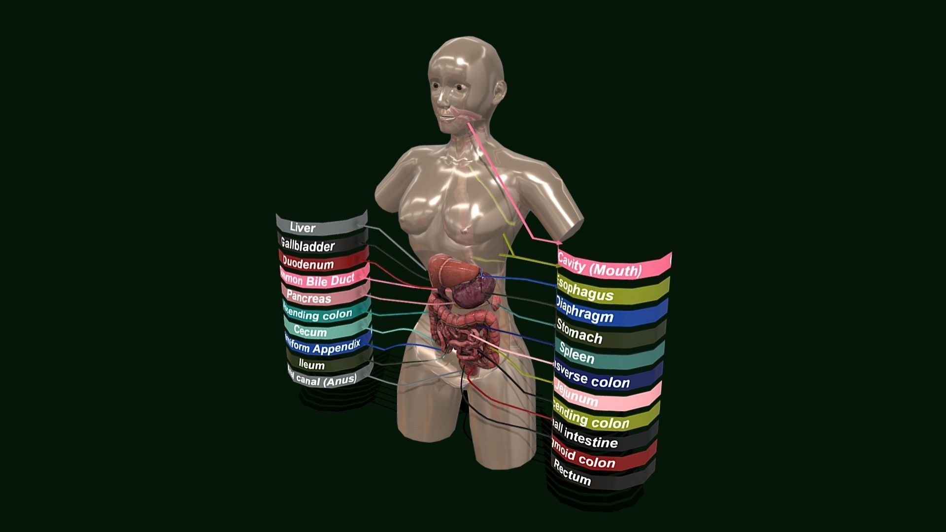 Human Digestive System - Female Digestive System Low-poly 3D model_1