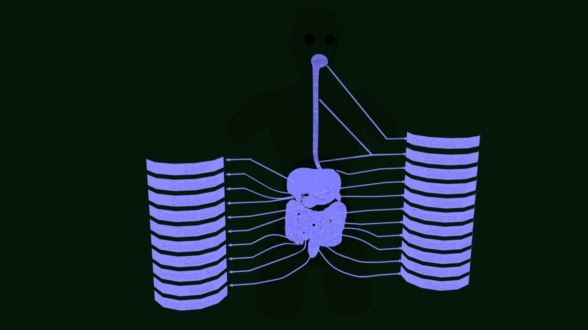 Human Digestive System - Female Digestive System Low-poly 3D model_4