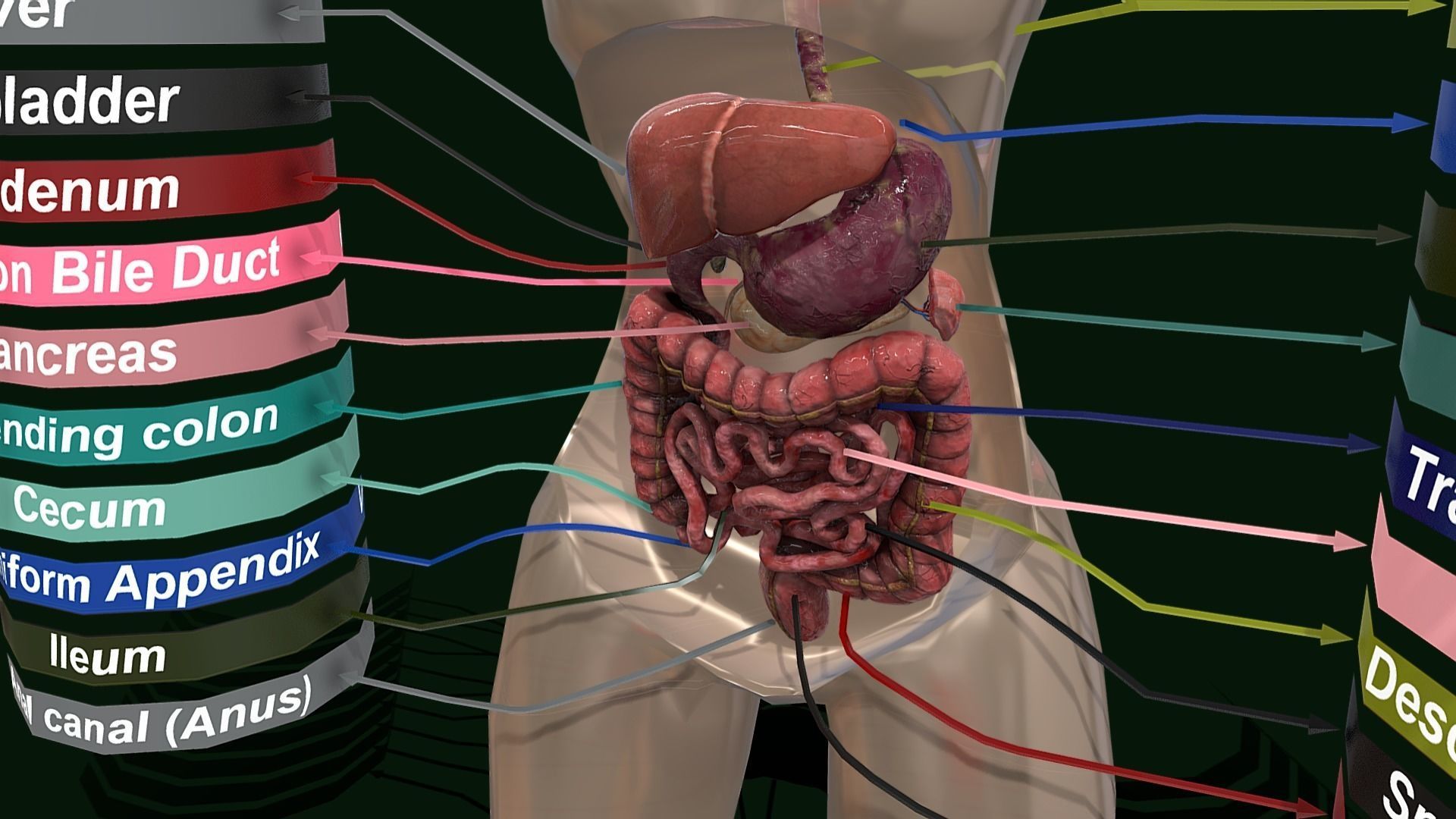 Human Digestive System - Female Digestive System Low-poly 3D model_15