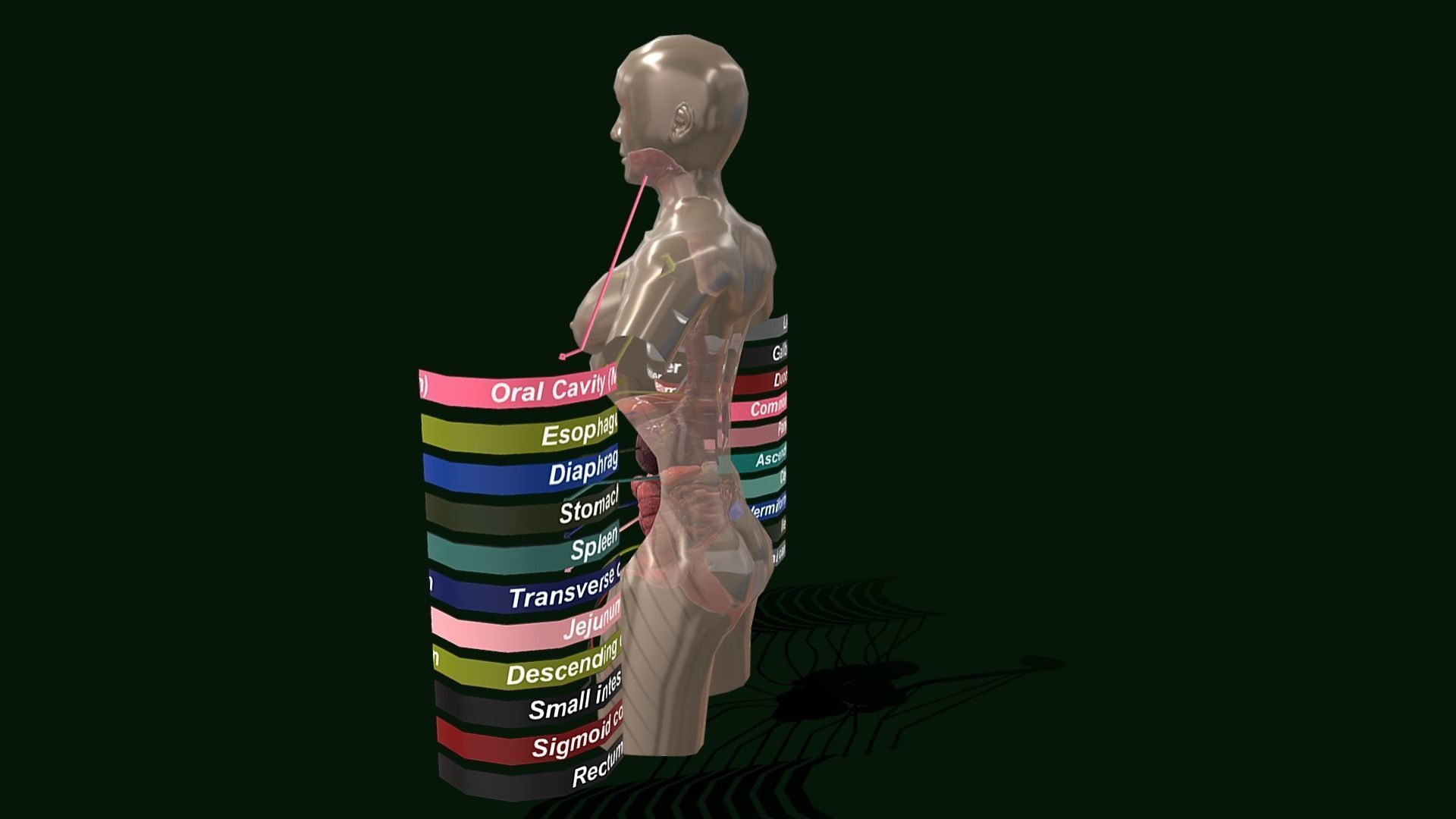 Human Digestive System - Female Digestive System Low-poly 3D model_11