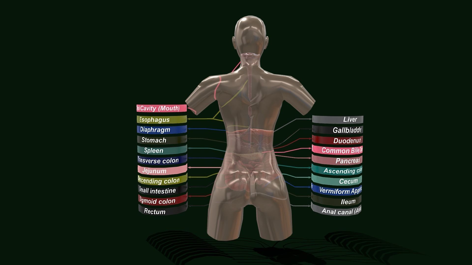 Human Digestive System - Female Digestive System Low-poly 3D model_12