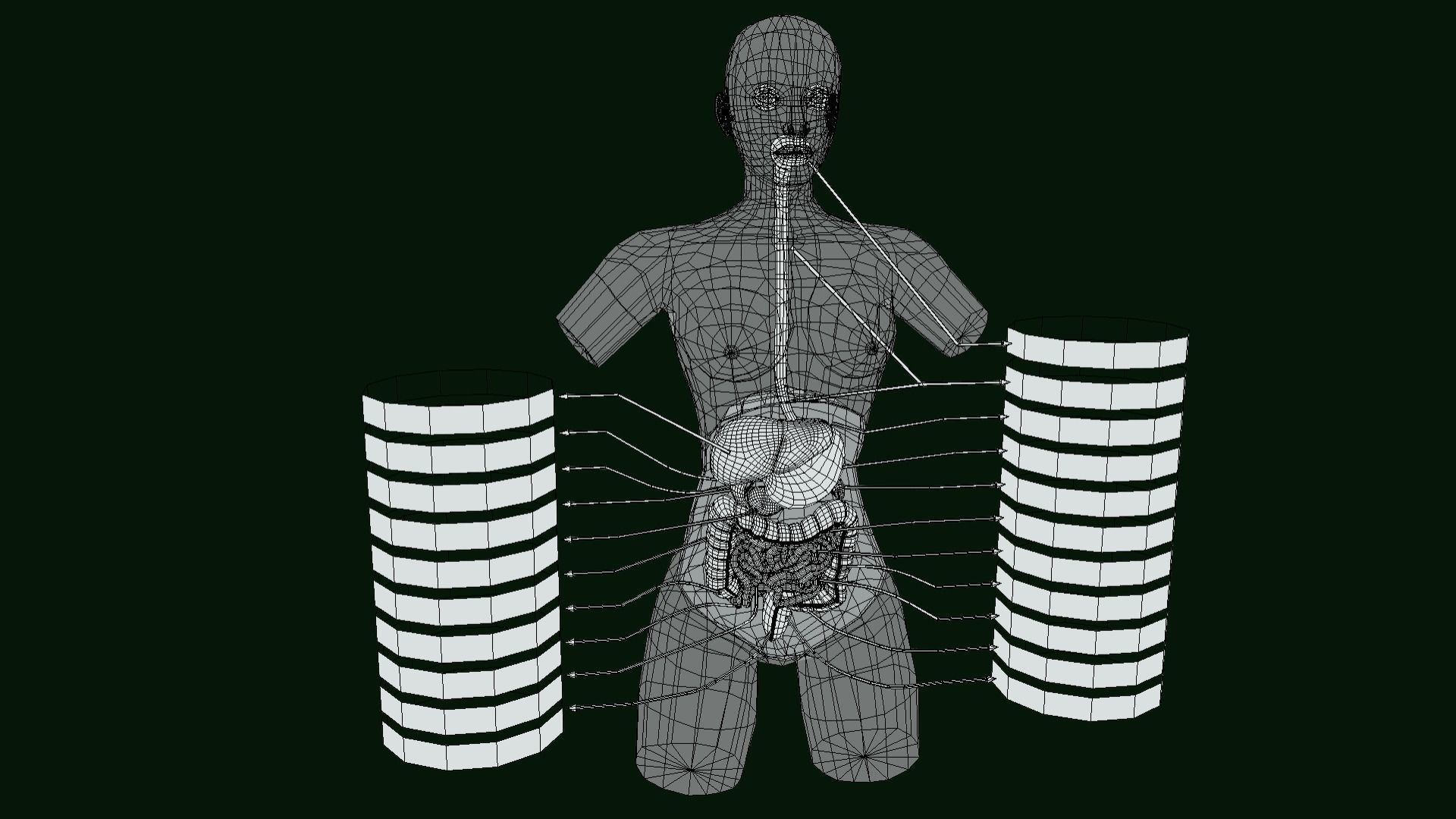 Human Digestive System - Female Digestive System Low-poly 3D model_8