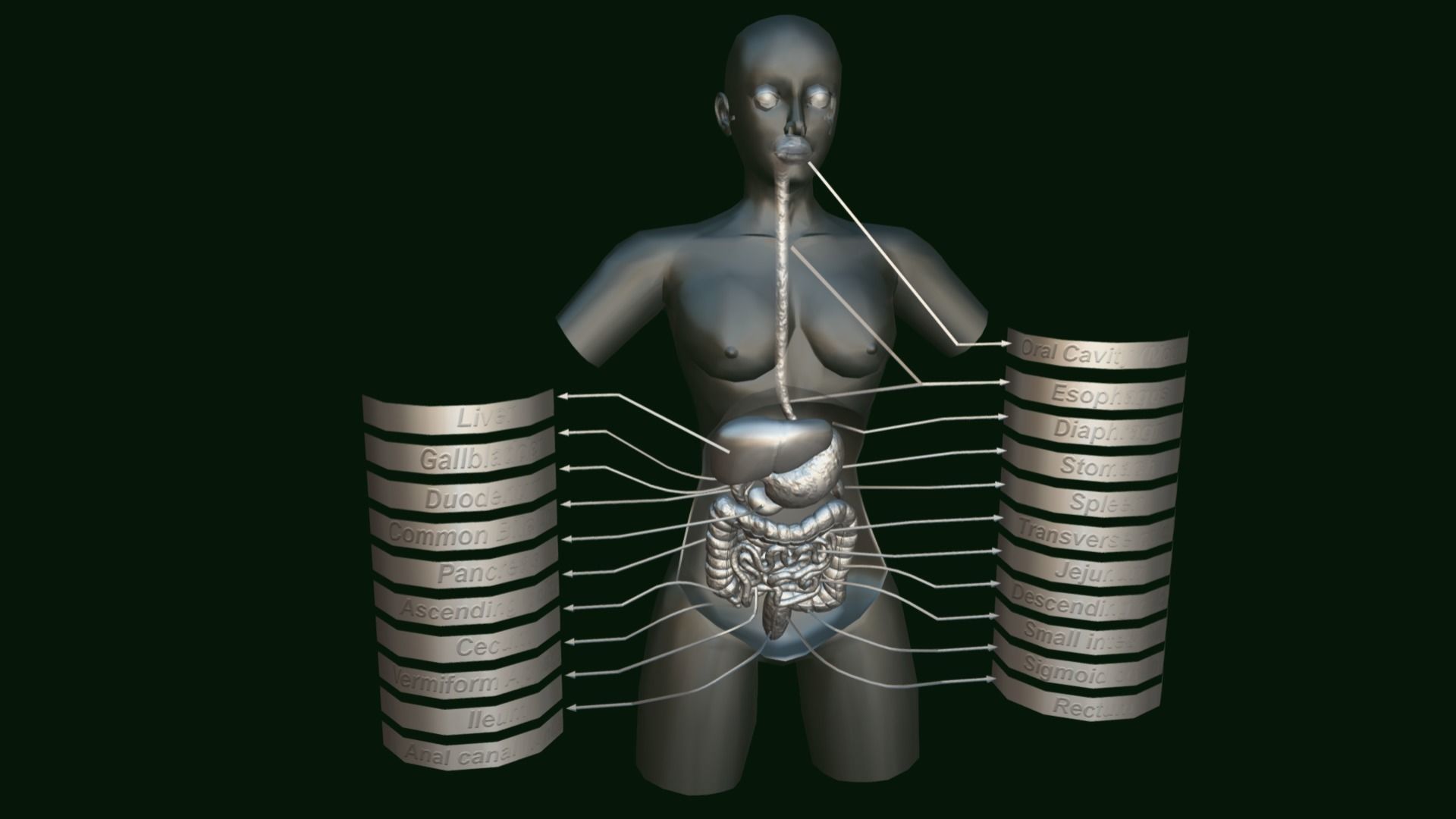 Human Digestive System - Female Digestive System Low-poly 3D model_7