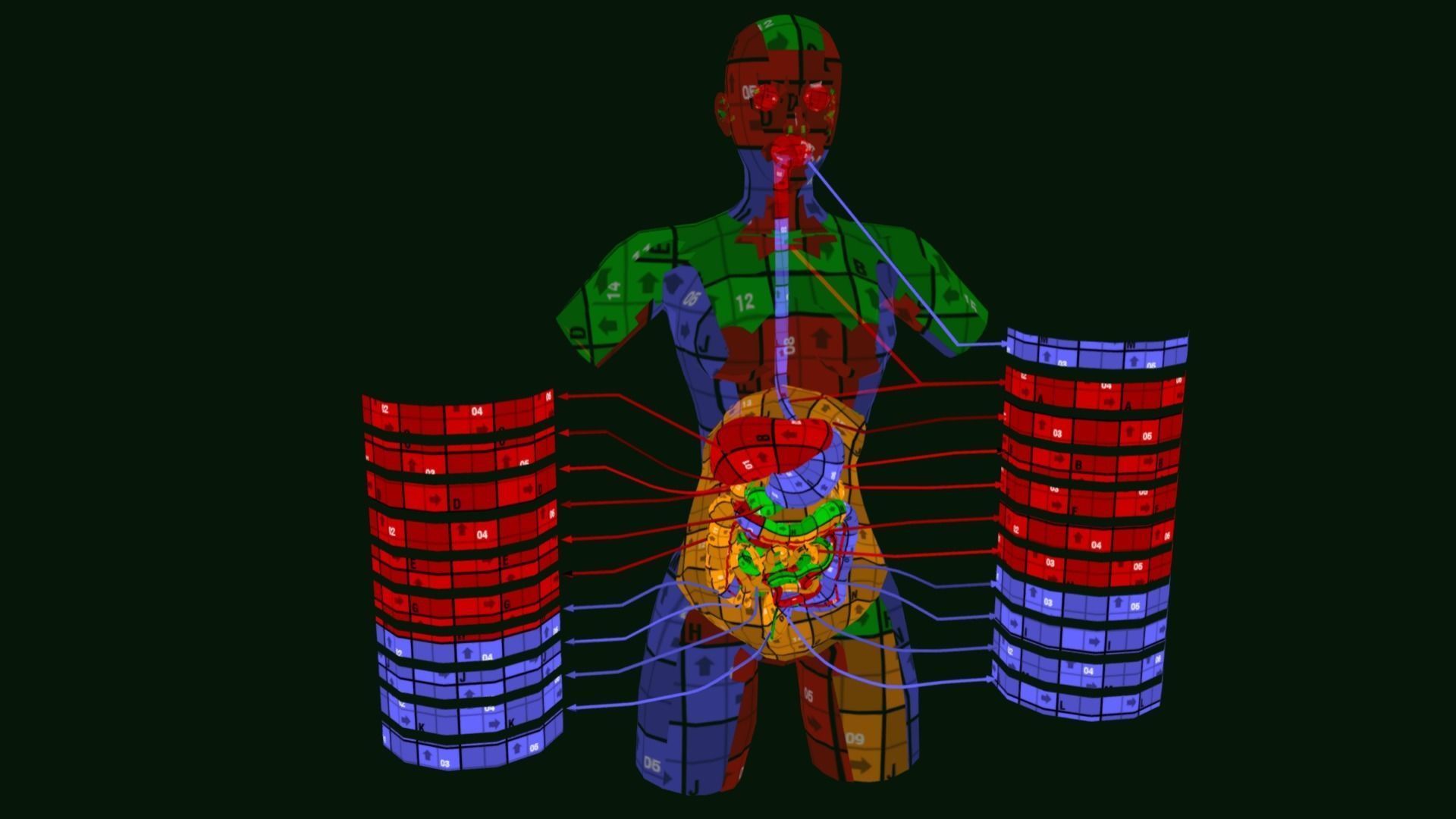 Human Digestive System - Female Digestive System Low-poly 3D model_9