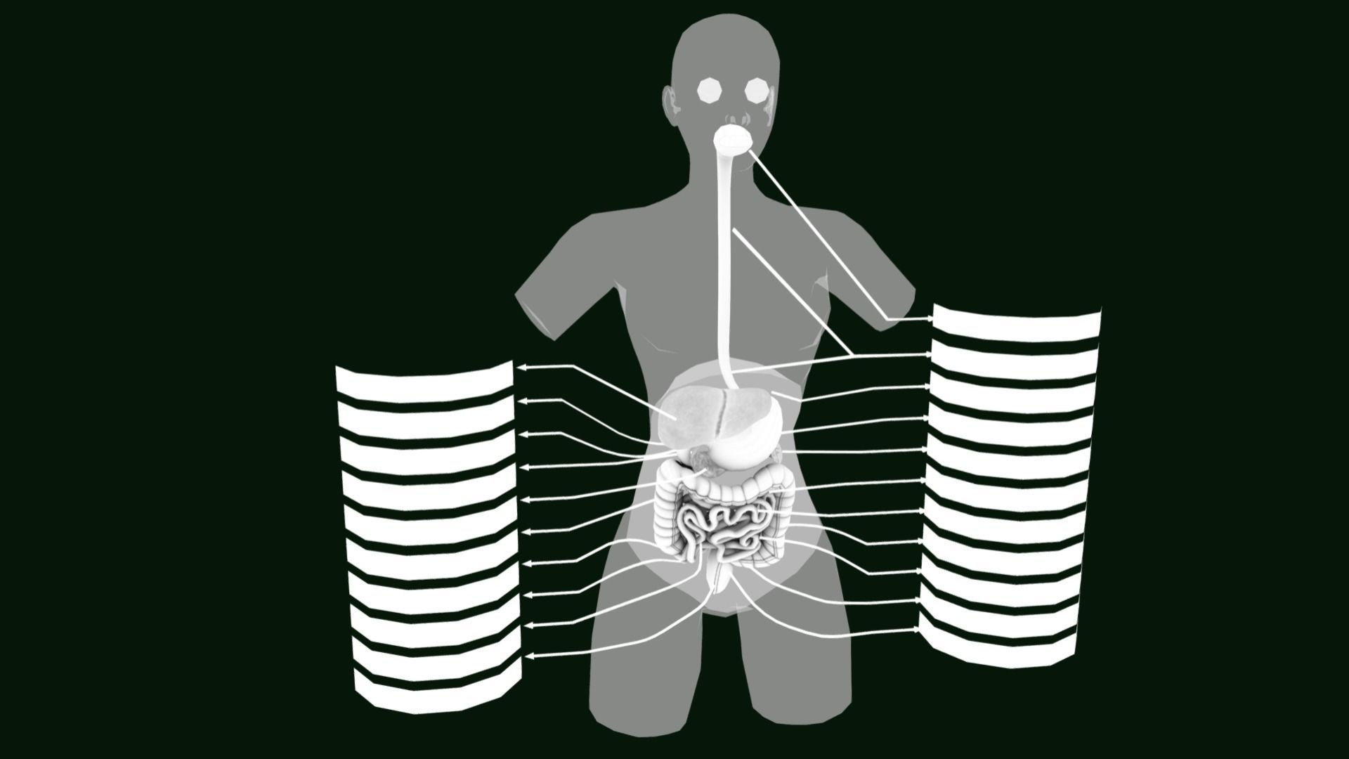 Human Digestive System - Female Digestive System Low-poly 3D model_5