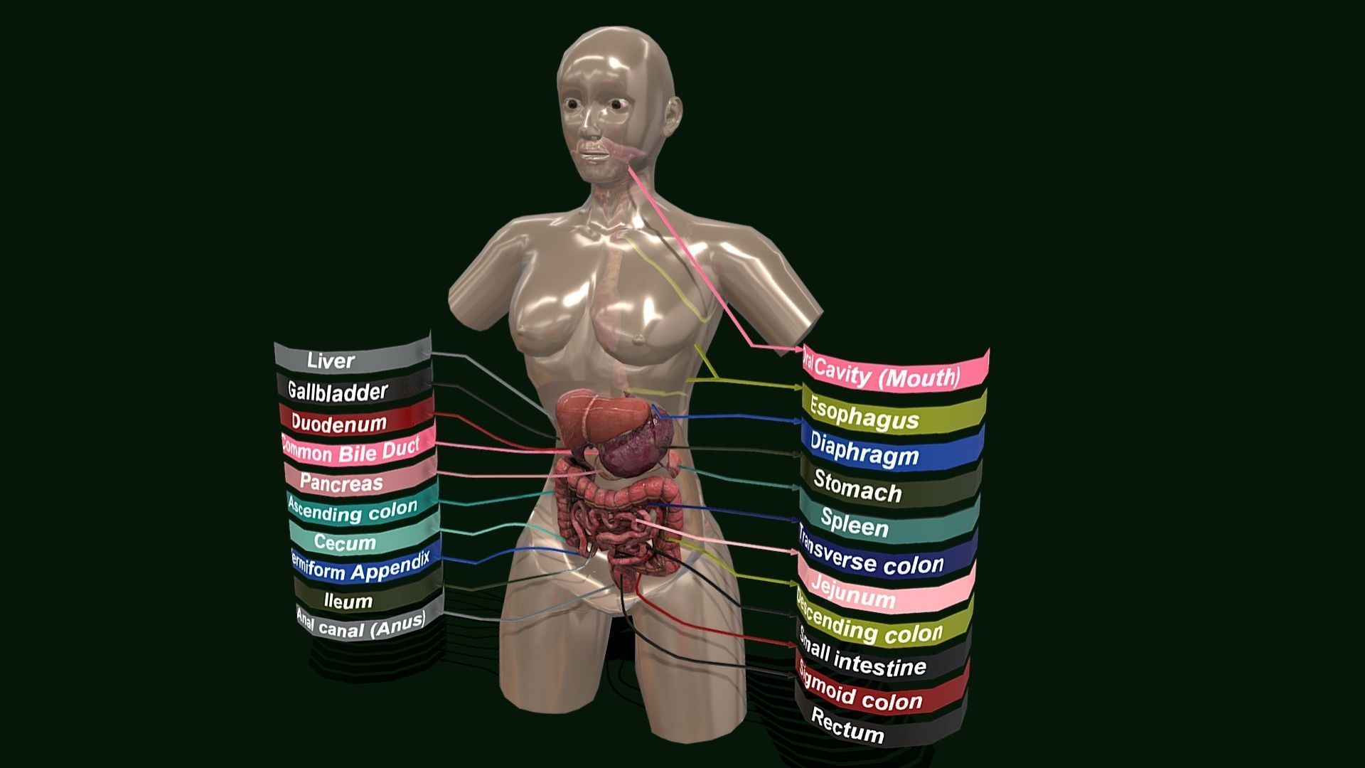 Human Digestive System - Female Digestive System Low-poly 3D model_10