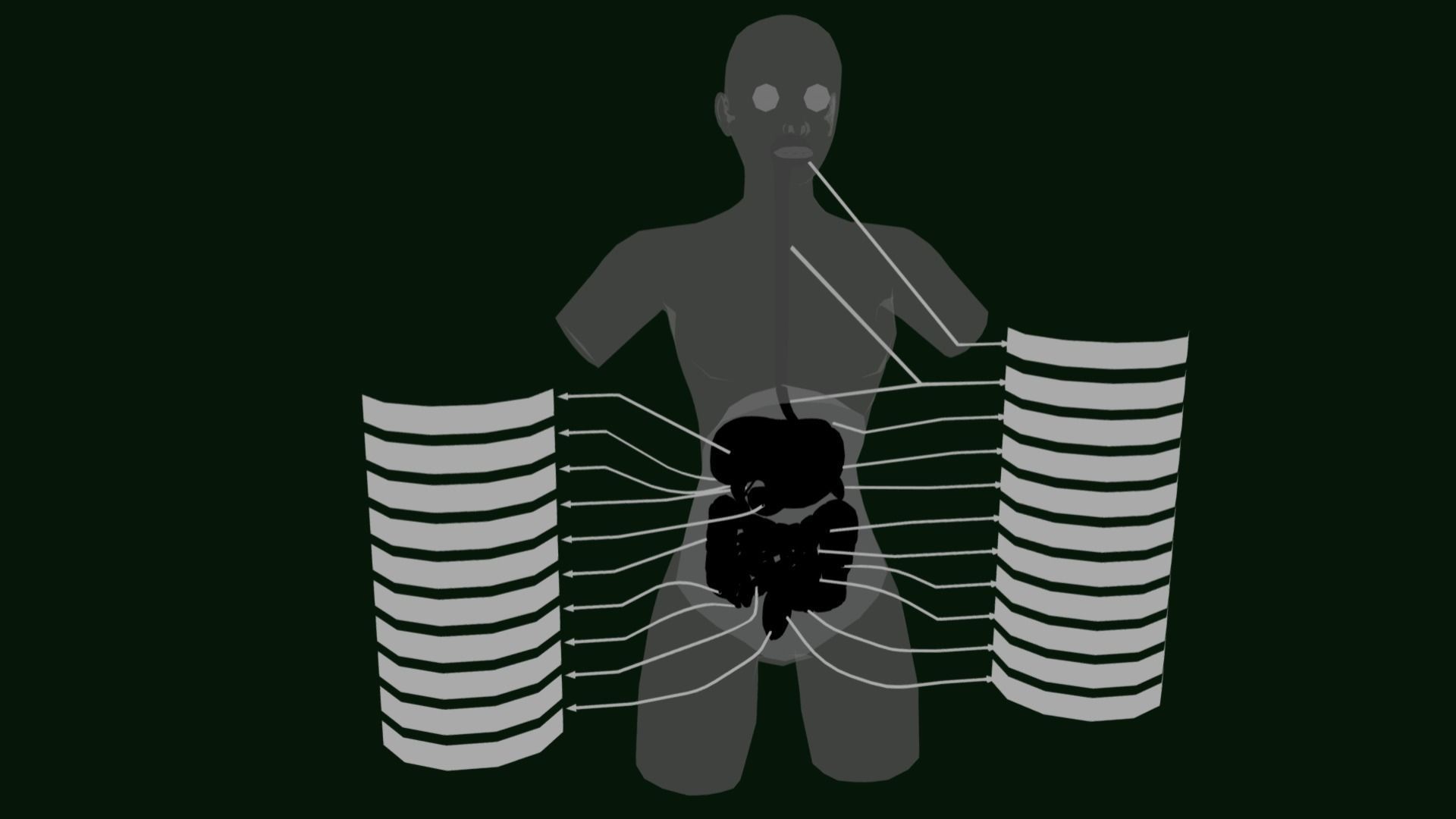 Human Digestive System - Female Digestive System Low-poly 3D model_3