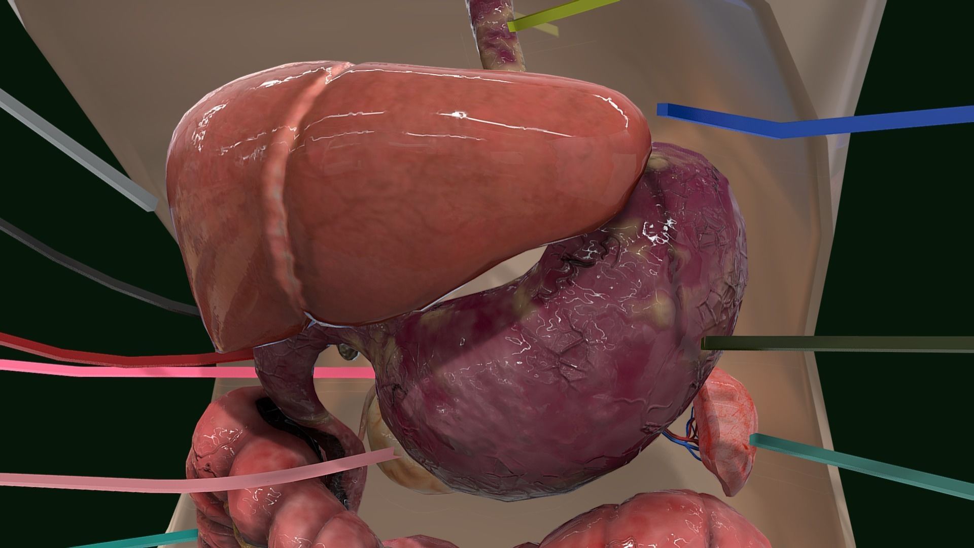 Human Digestive System - Female Digestive System Low-poly 3D model_17