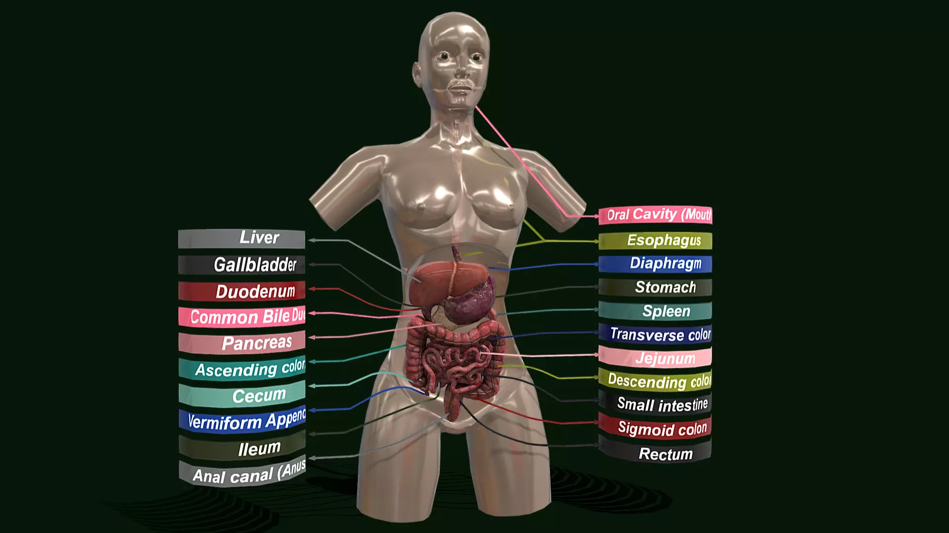 Human Digestive System - Female Digestive System Low-poly 3D model_0