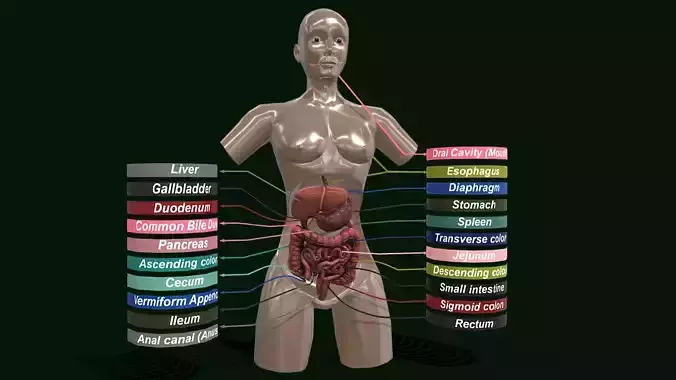 Human Digestive System - Female Digestive System Low-poly 3D model