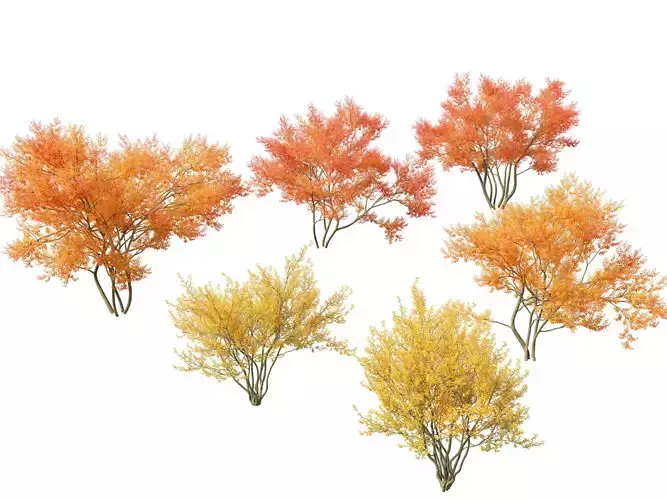 Amelanchier lamarckii - juneberry 01