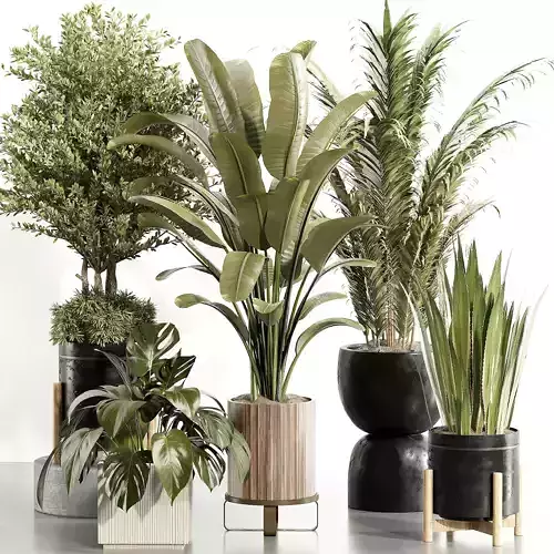 indoor plant Set 015