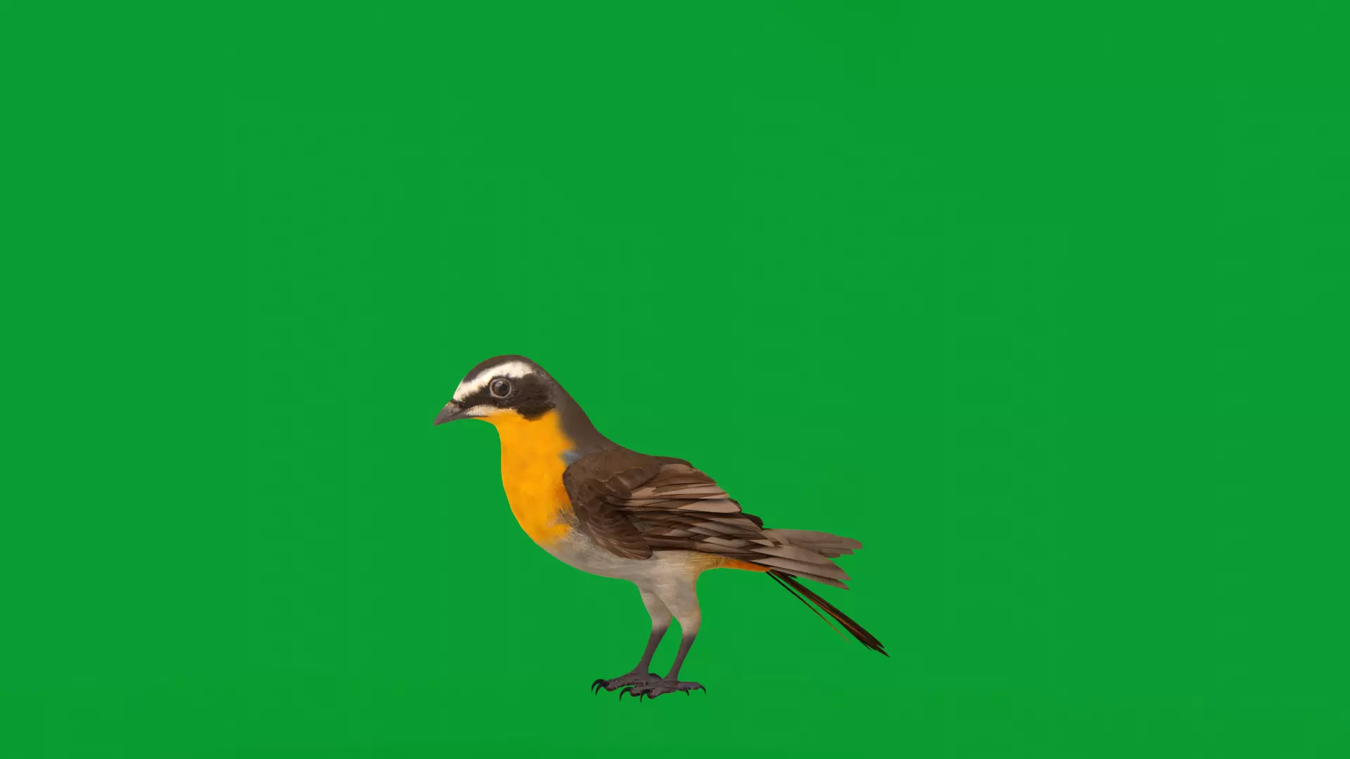 Cape Robin Chat Bird Low-poly 3D model