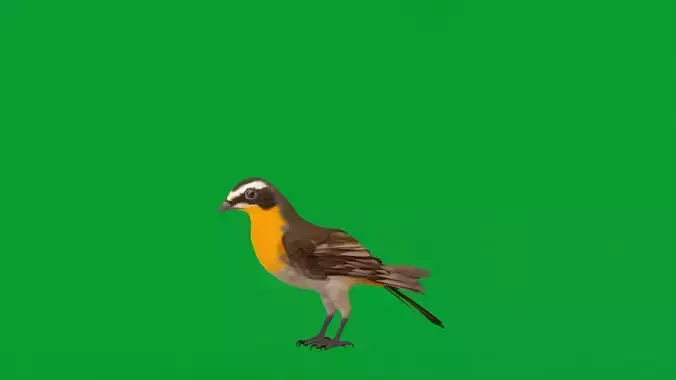 Cape Robin Chat Bird