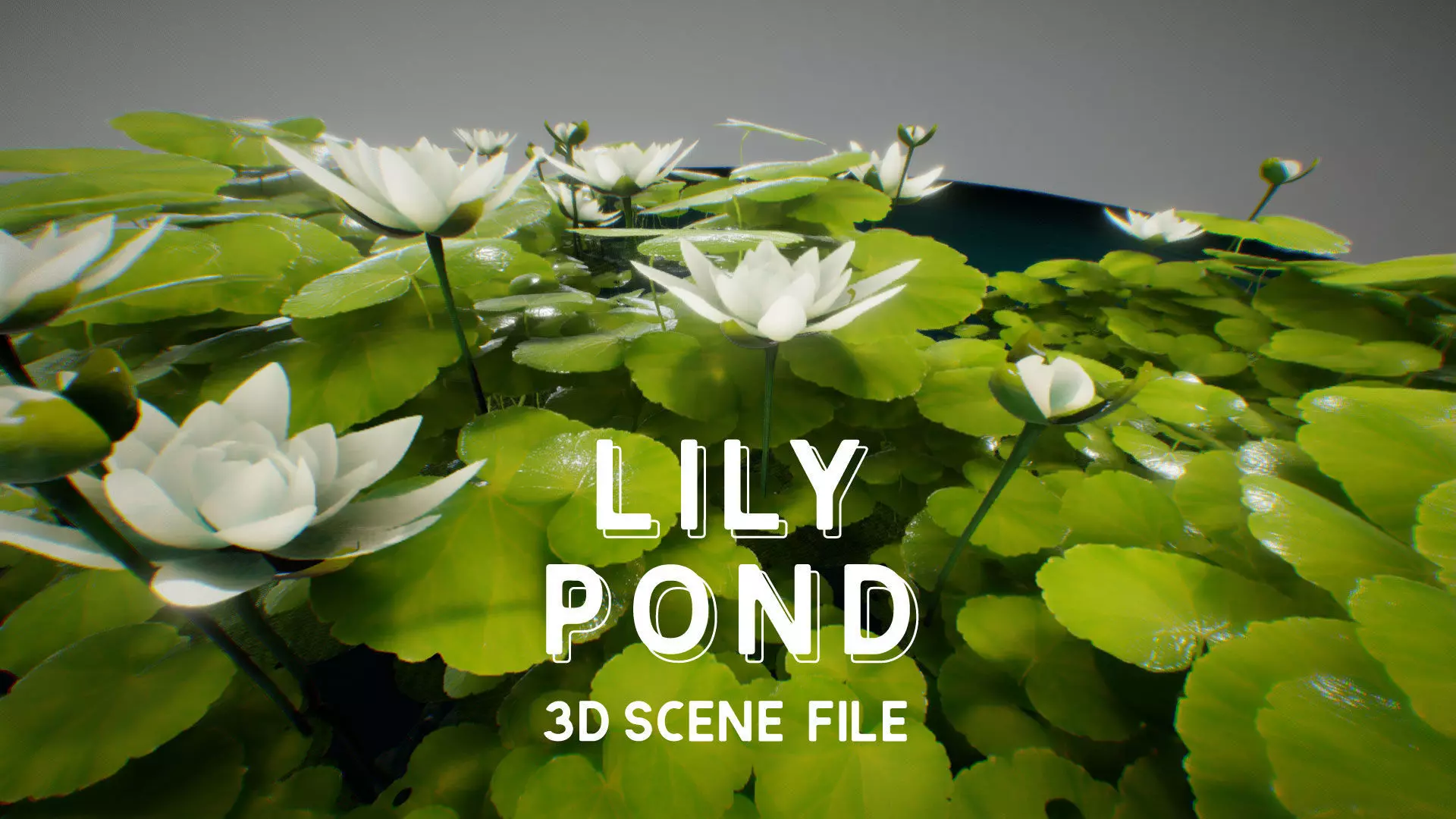 LILY POND  3D model_0