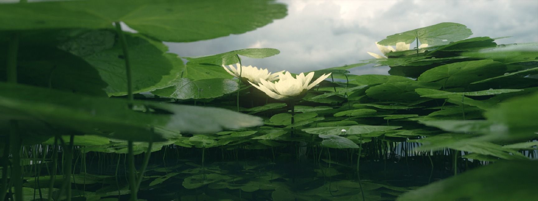 LILY POND  3D model_7