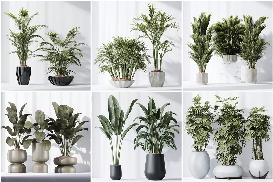 6 Different SETS of Plant indoor SET VOL115 3D Model Collection_0