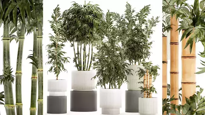 Beautiful small white modern potted bamboo bushes 1450