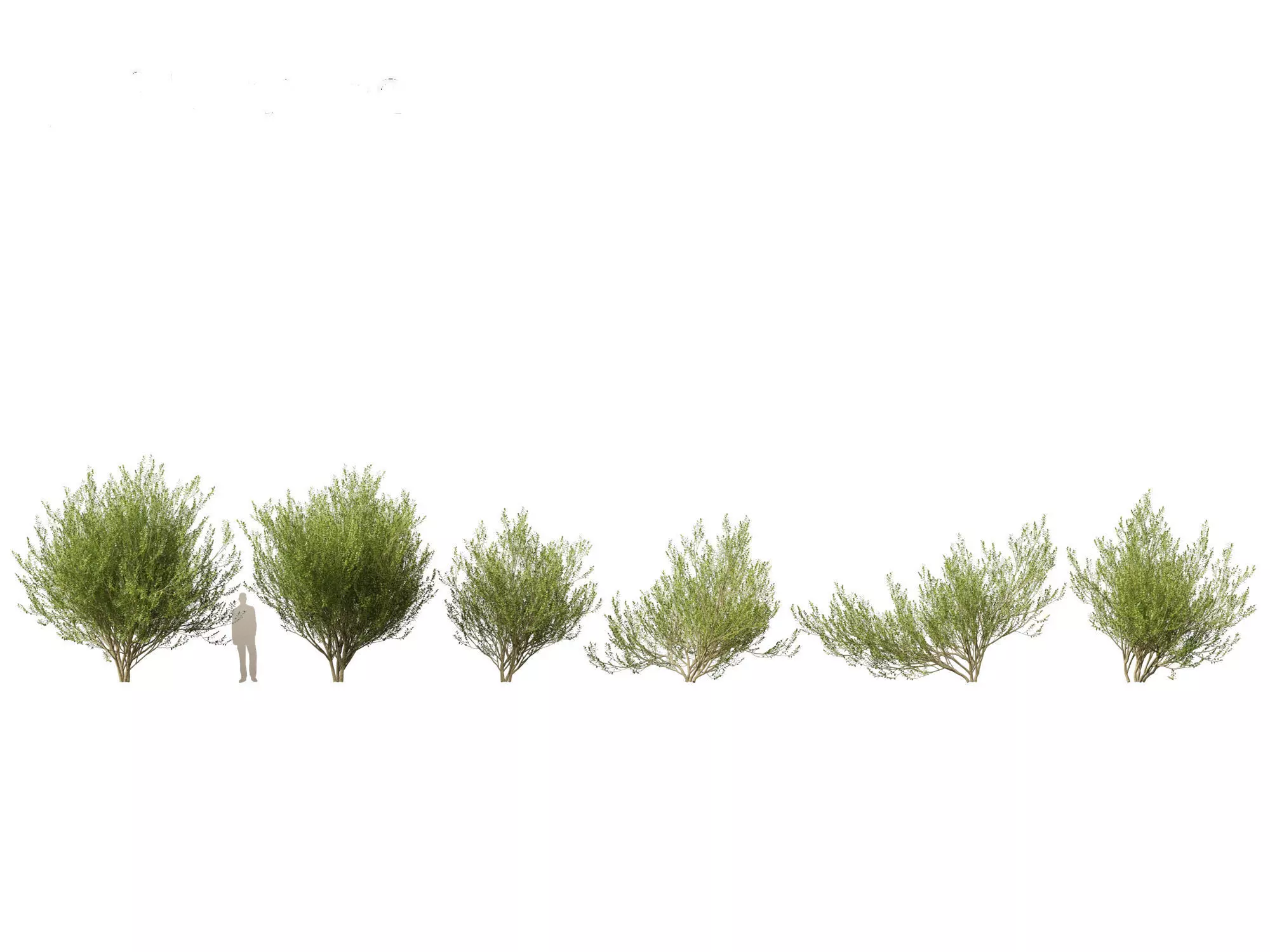 Salix caprea 02 3D model_0