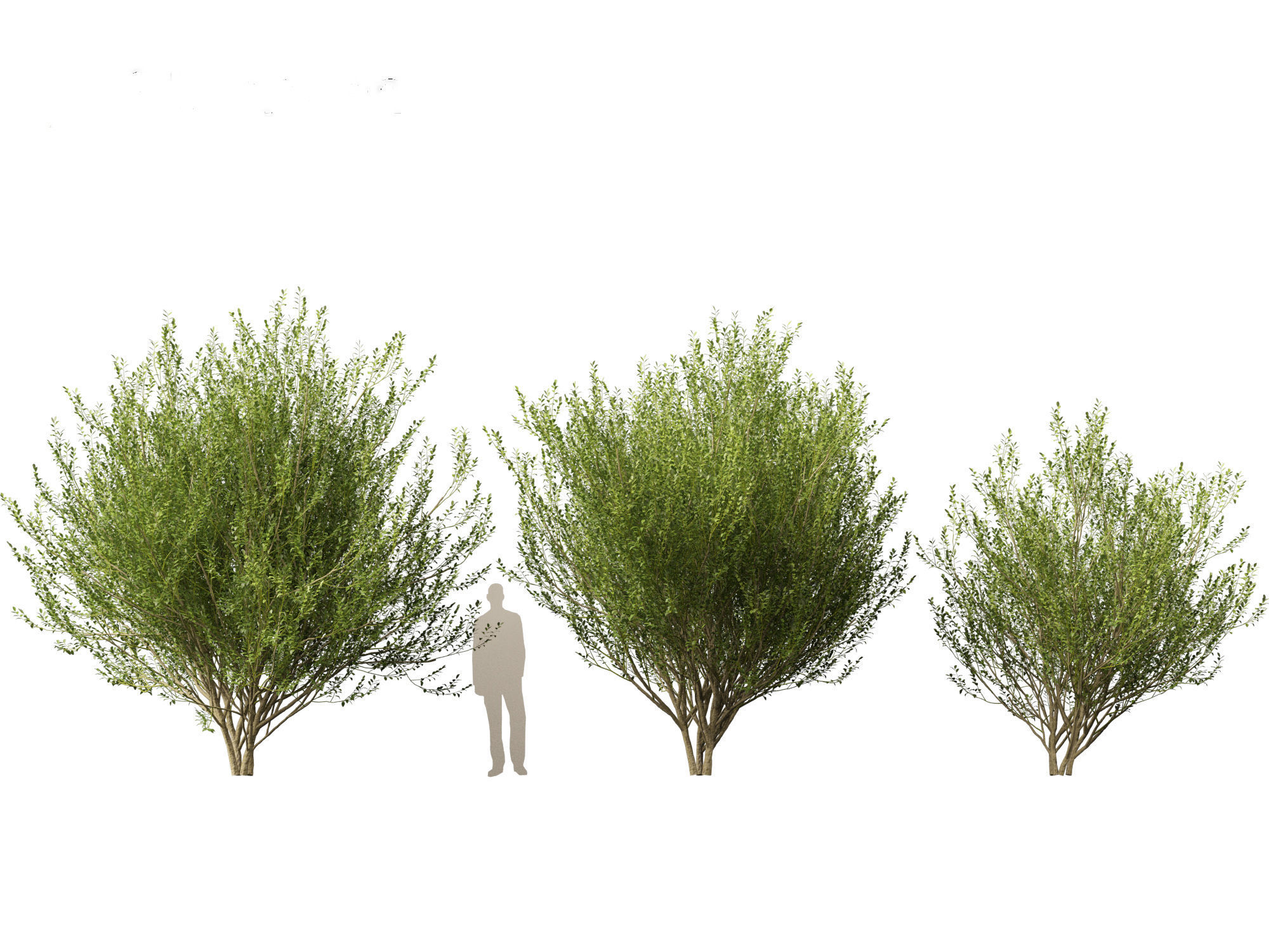 Salix caprea 02 3D model_2