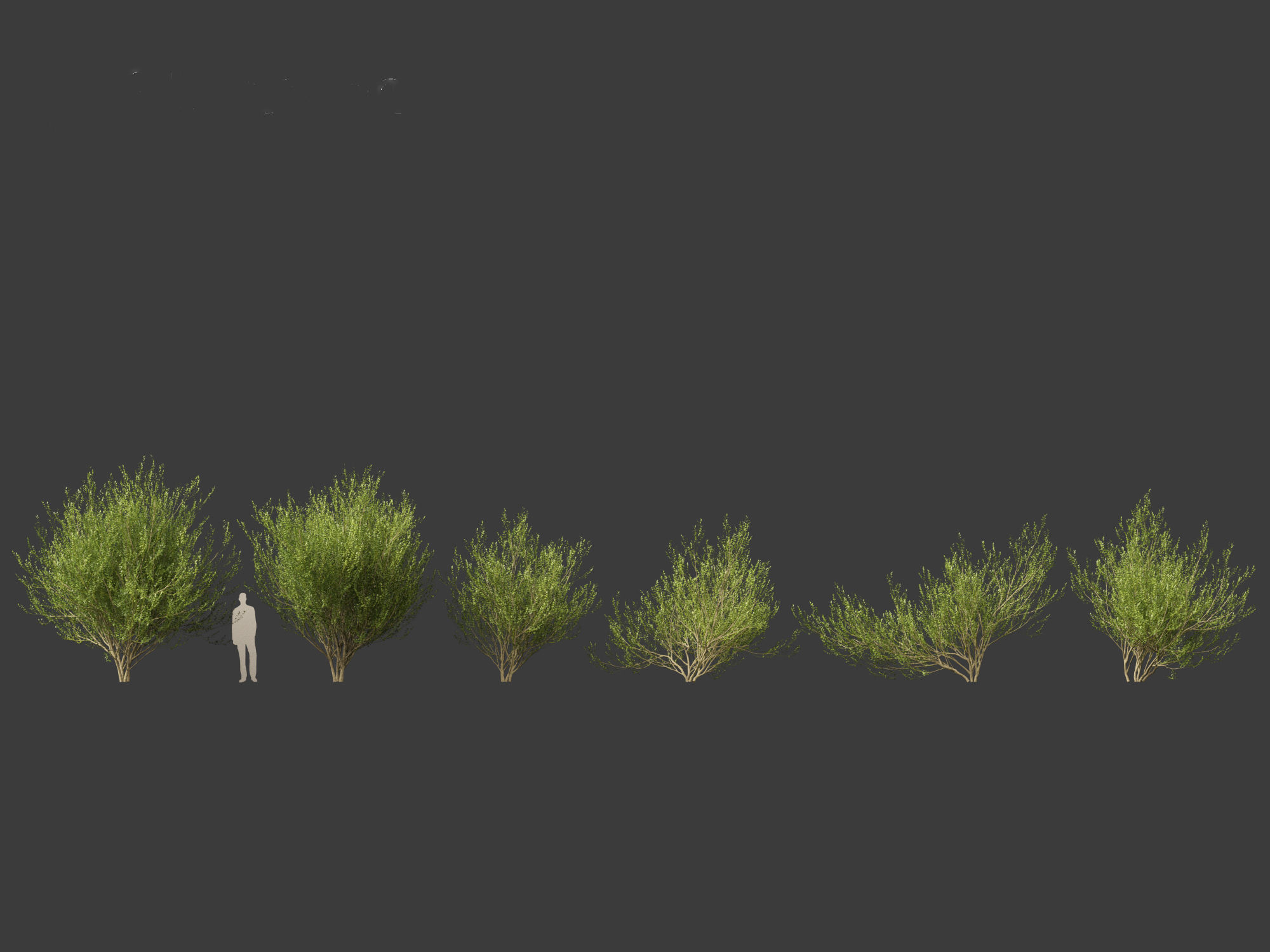 Salix caprea 02 3D model_1