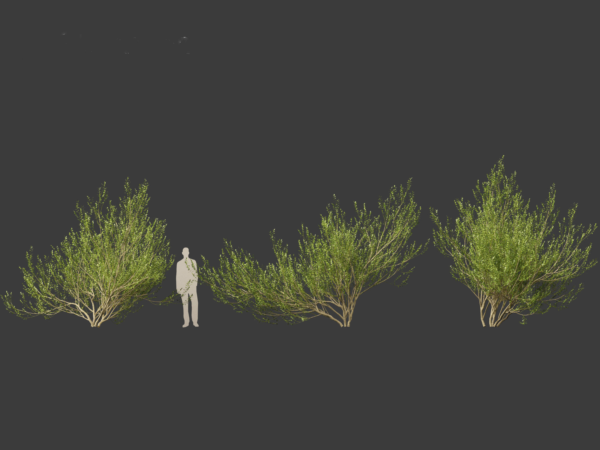 Salix caprea 02 3D model_5