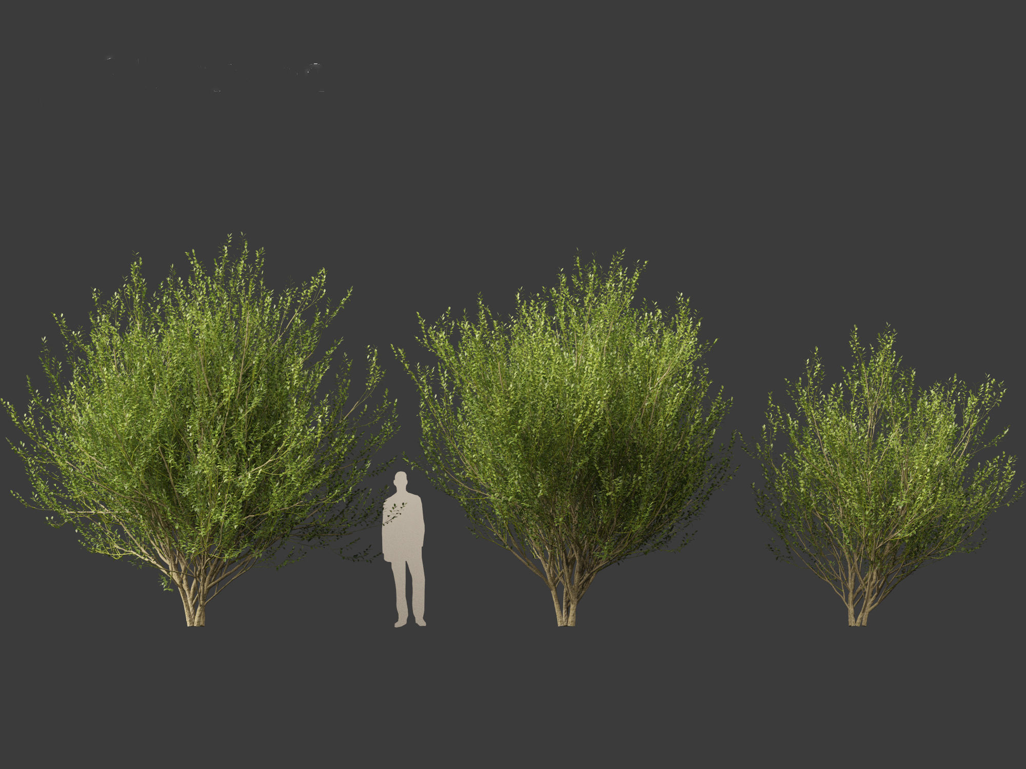 Salix caprea 02 3D model_3