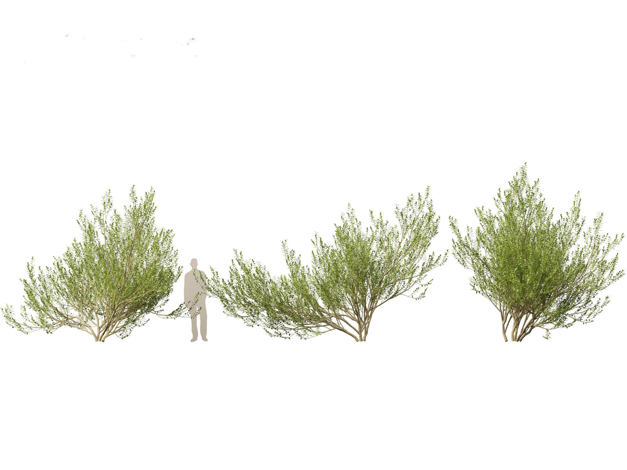 Salix caprea 02 3D model_4