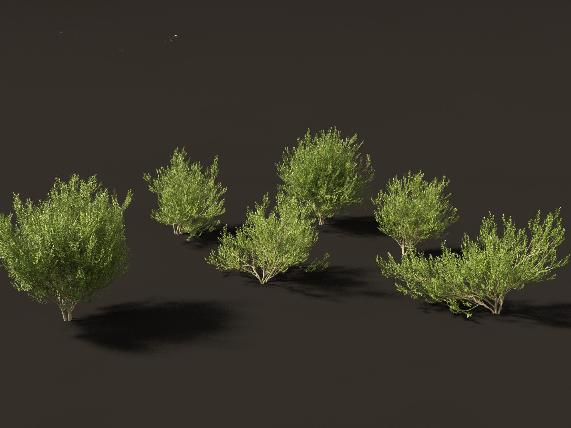 Salix caprea 02 3D model_6
