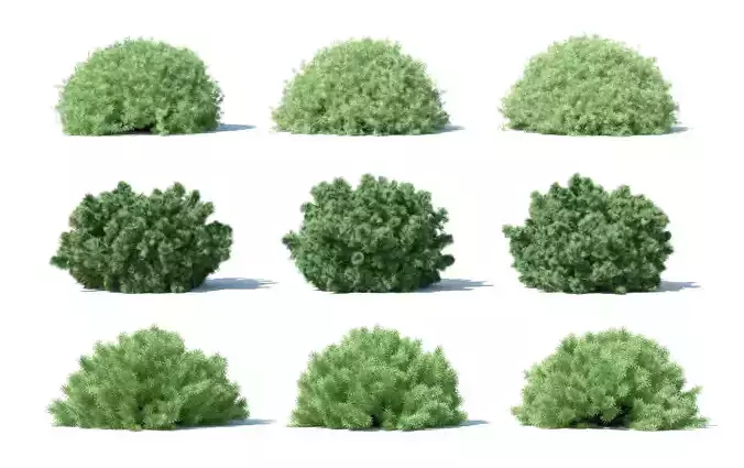 Plant s Landscape Modern