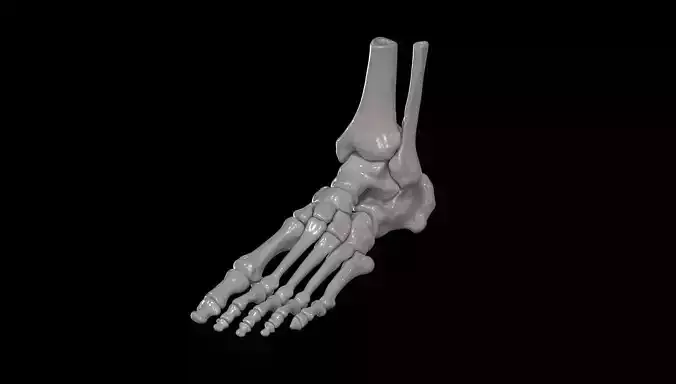 Bones of the Foot
