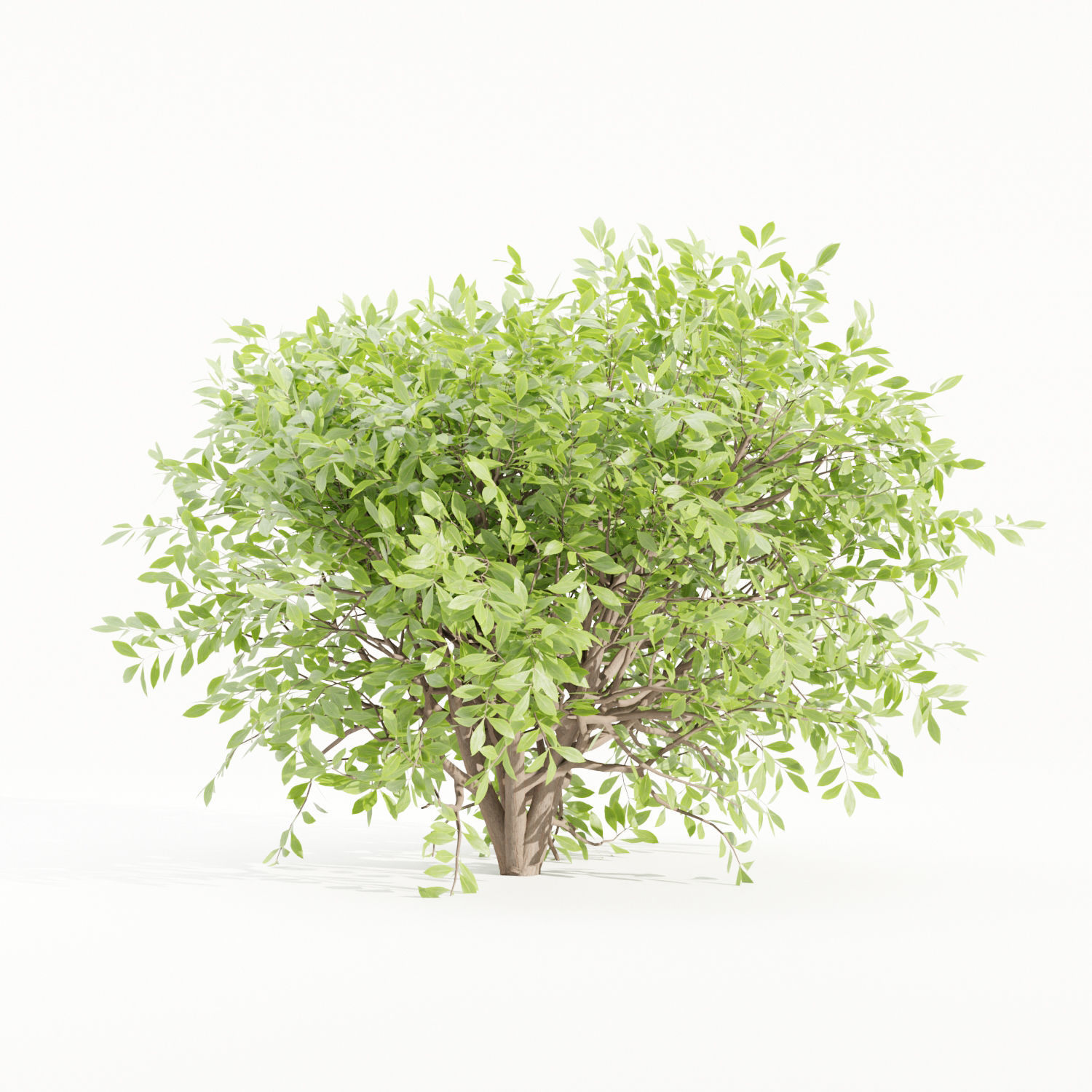 Bushes collection vol 154-Blender 3D model_5