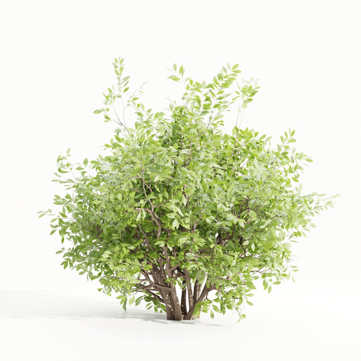 Bushes collection vol 154-Blender 3D model_6