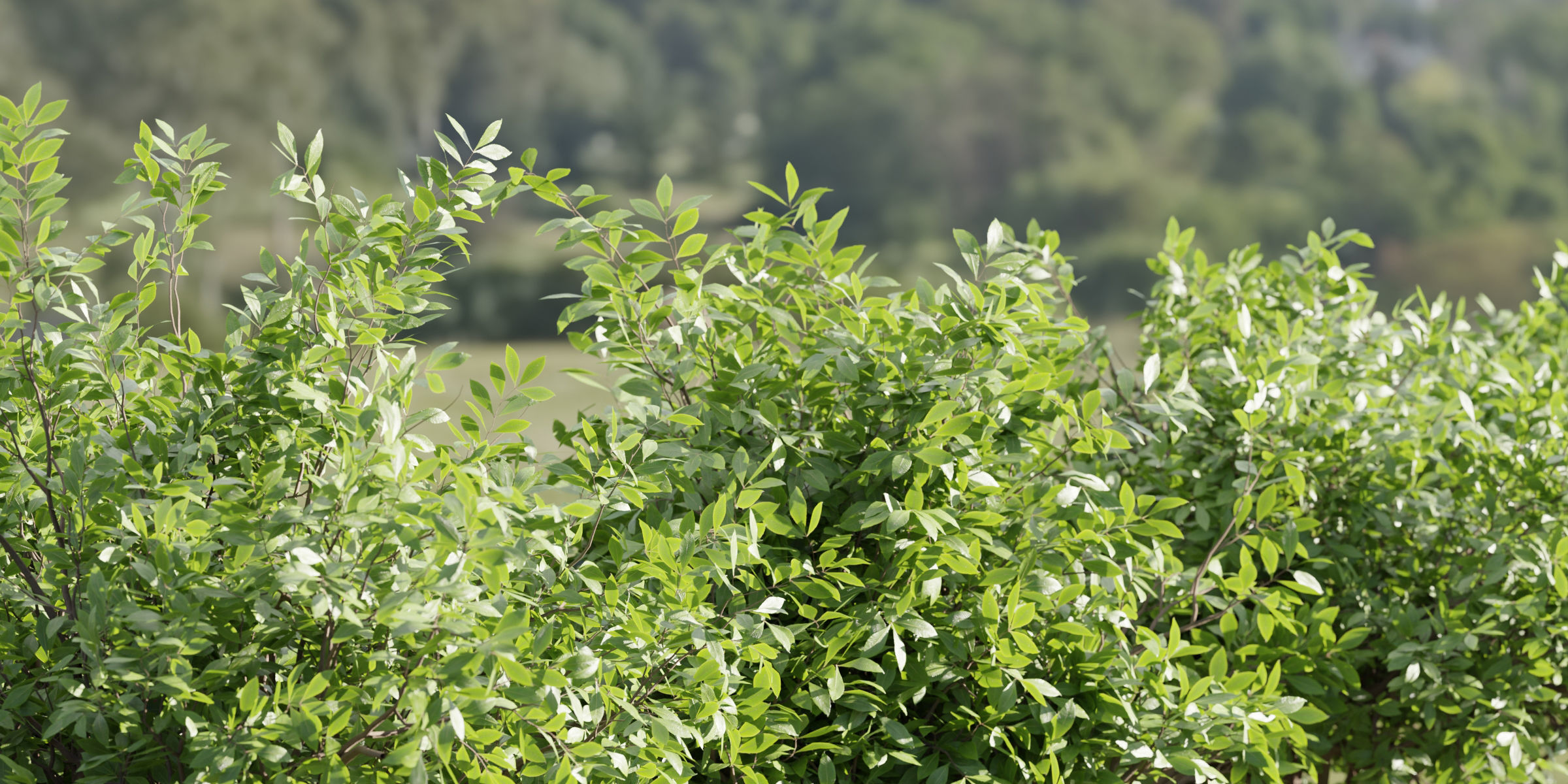 Bushes collection vol 154-Blender 3D model_1