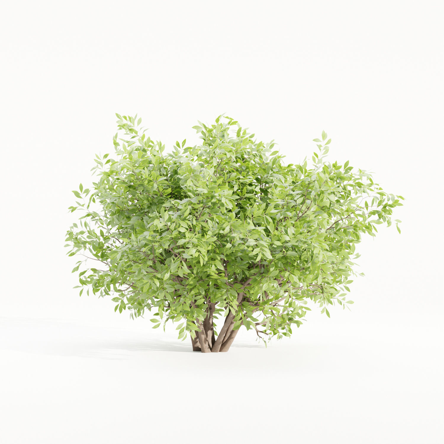 Bushes collection vol 154-Blender 3D model_2