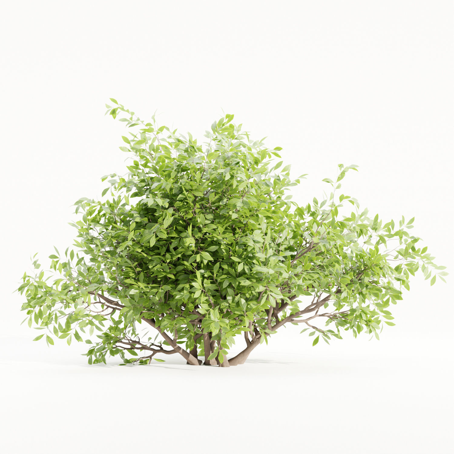 Bushes collection vol 154-Blender 3D model_3