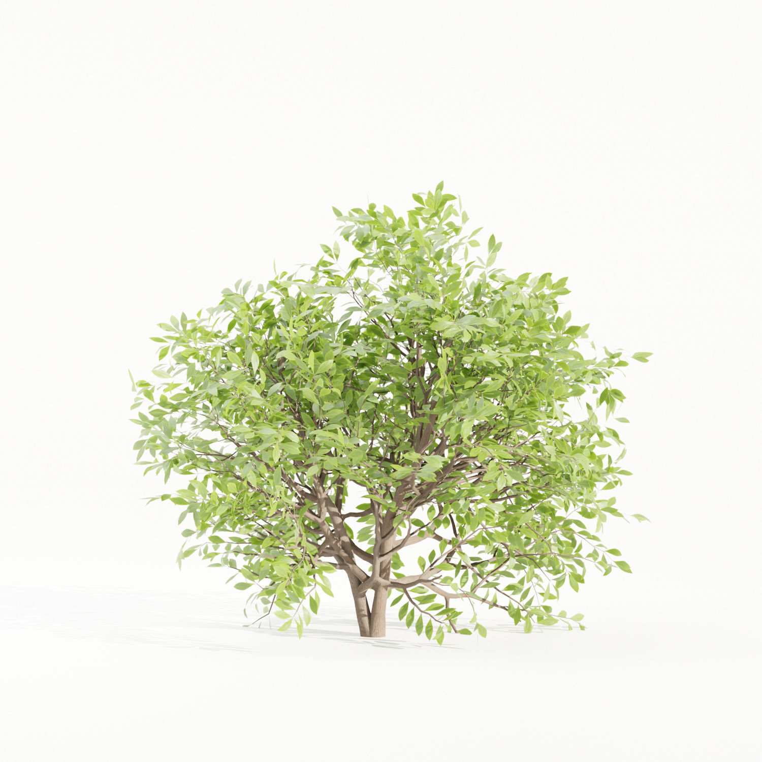 Bushes collection vol 154-Blender 3D model_4