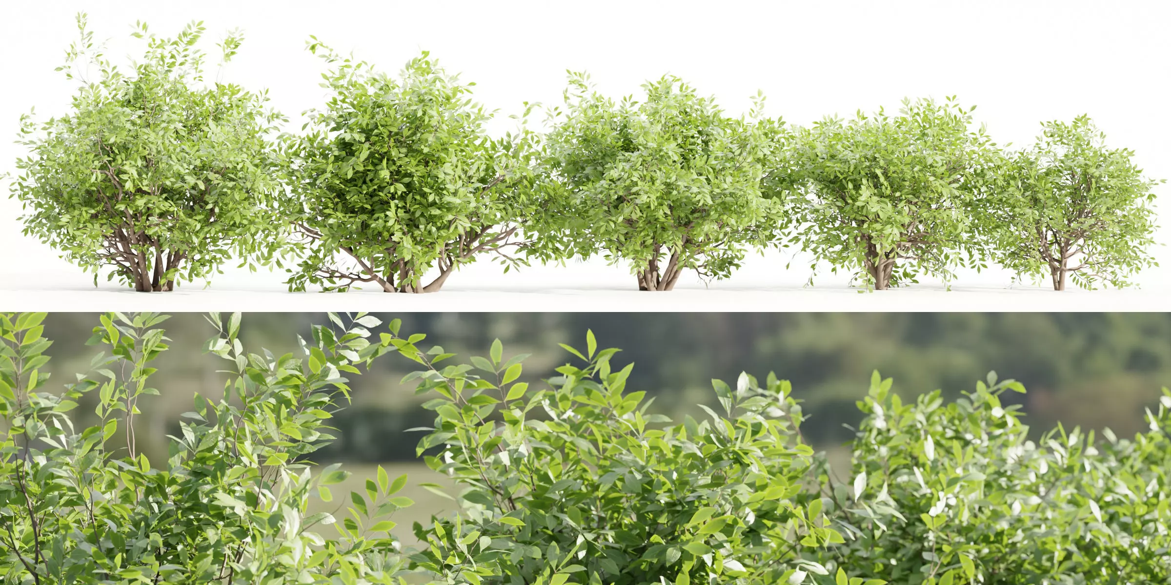 Bushes collection vol 154-Blender 3D model_0