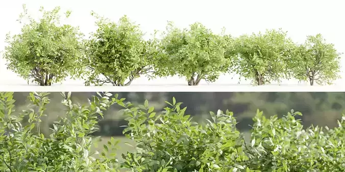 Bushes collection vol 154-Blender 3D model