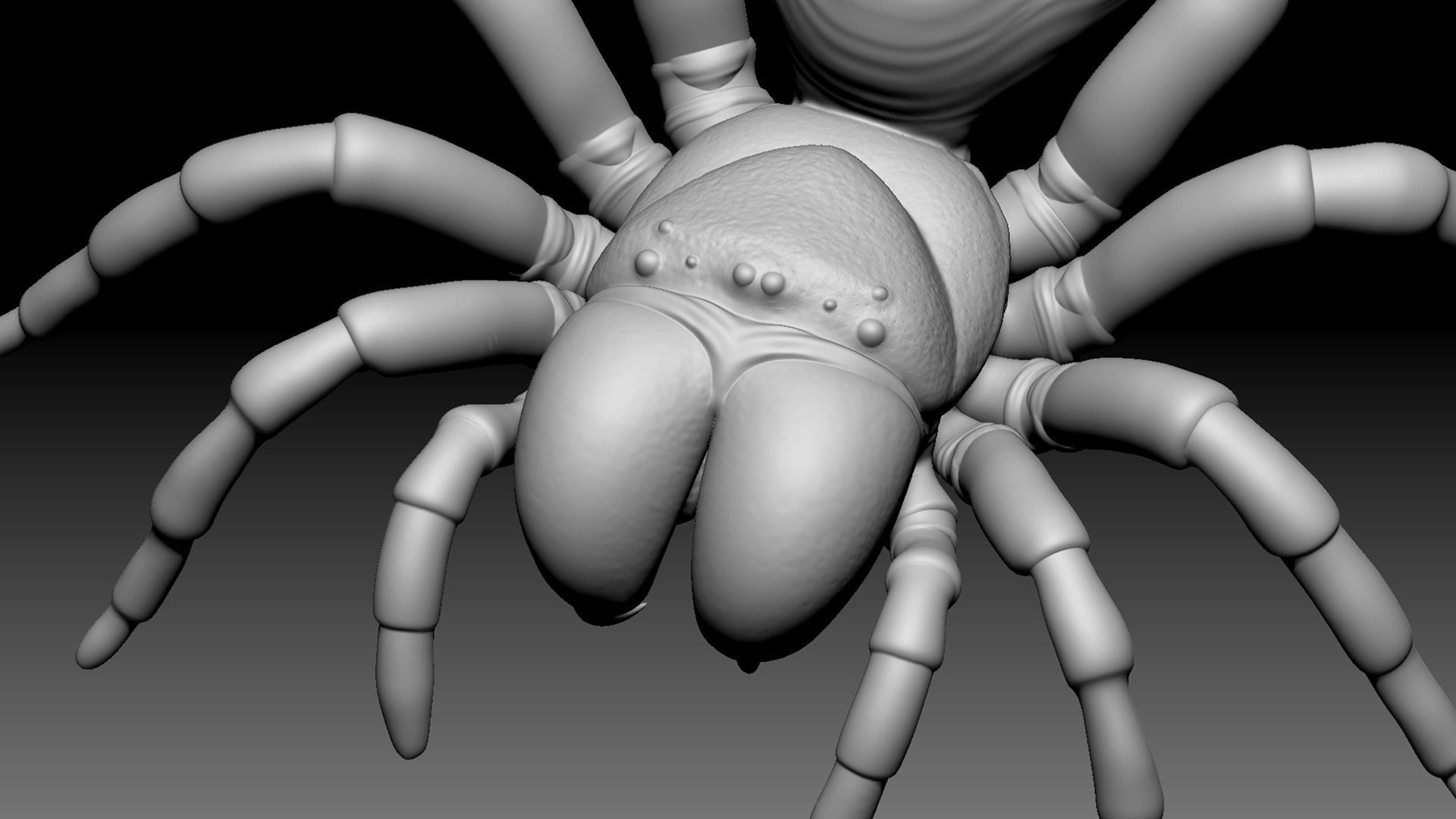 Spider Pack 3D model_66