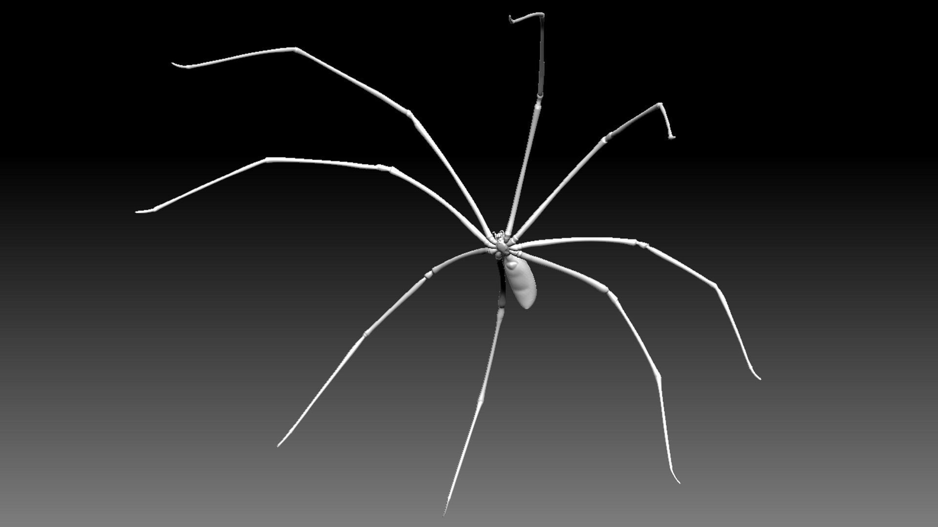 Spider Pack 3D model_113