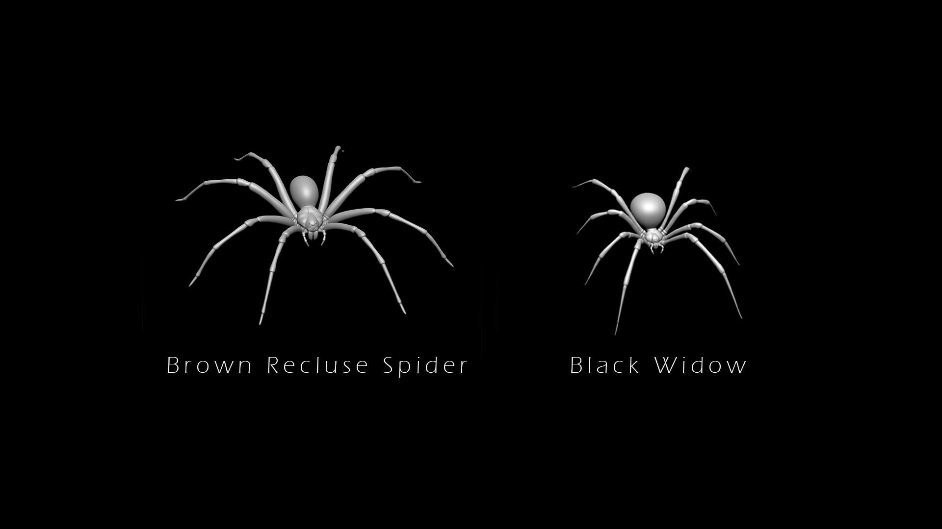 Spider Pack 3D model_3