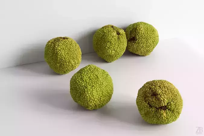 Osage Orange