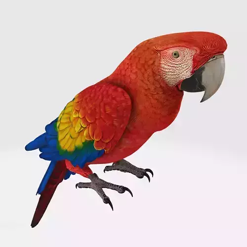 Parrot 3D Model Ready to Print 3D print model