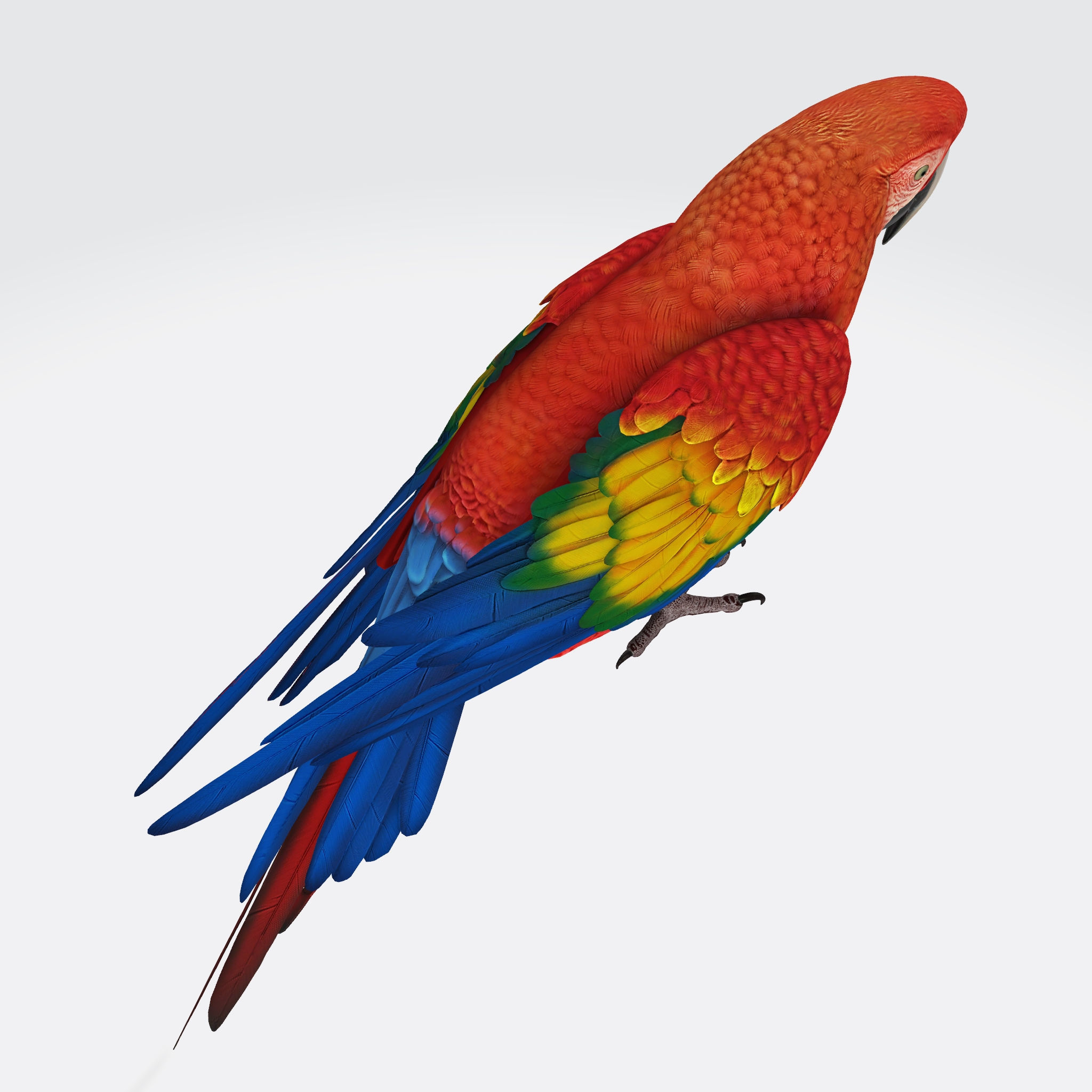 Parrot 3D Model Ready to Print 3D print model_5
