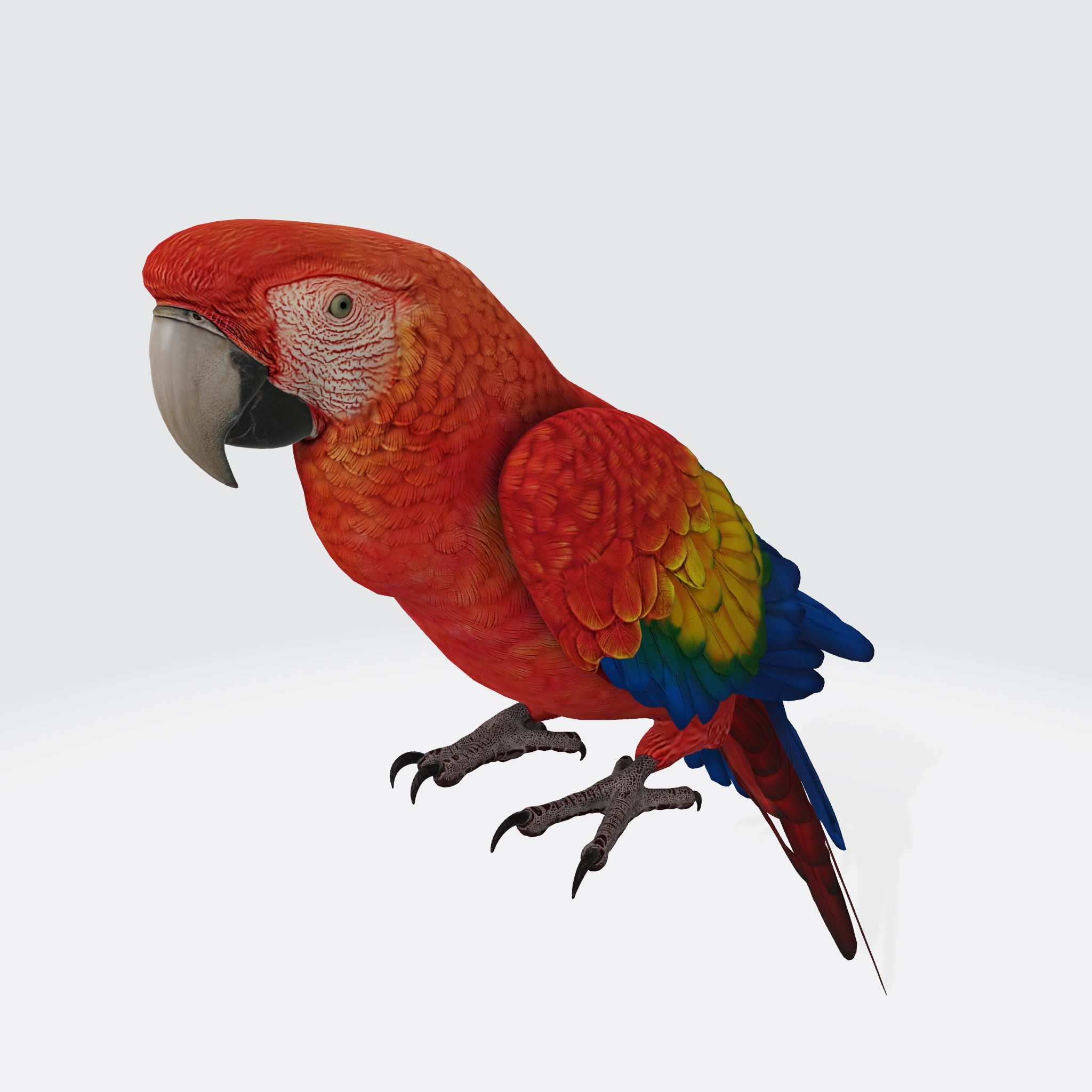 Parrot 3D Model Ready to Print 3D print model_3