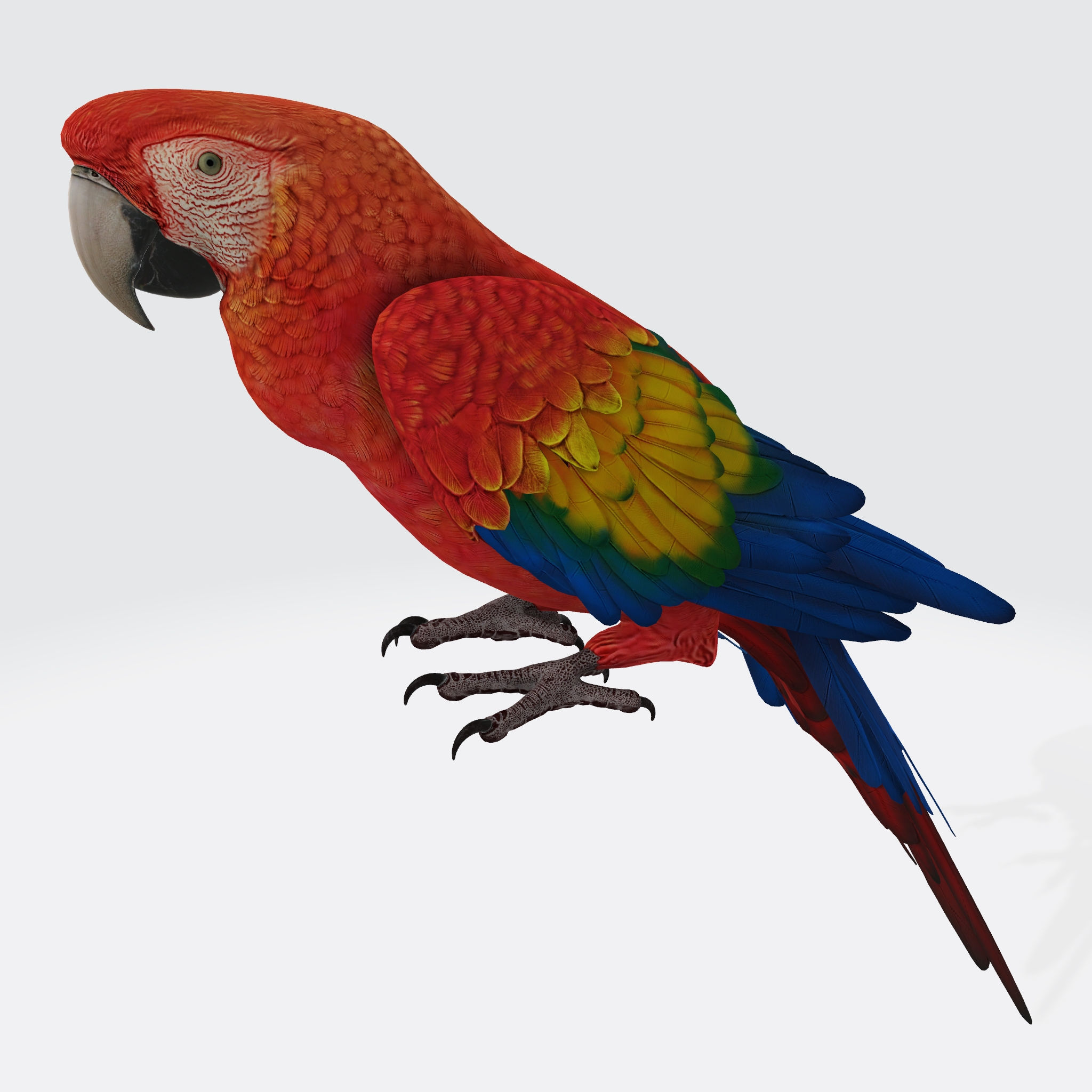 Parrot 3D Model Ready to Print 3D print model_4