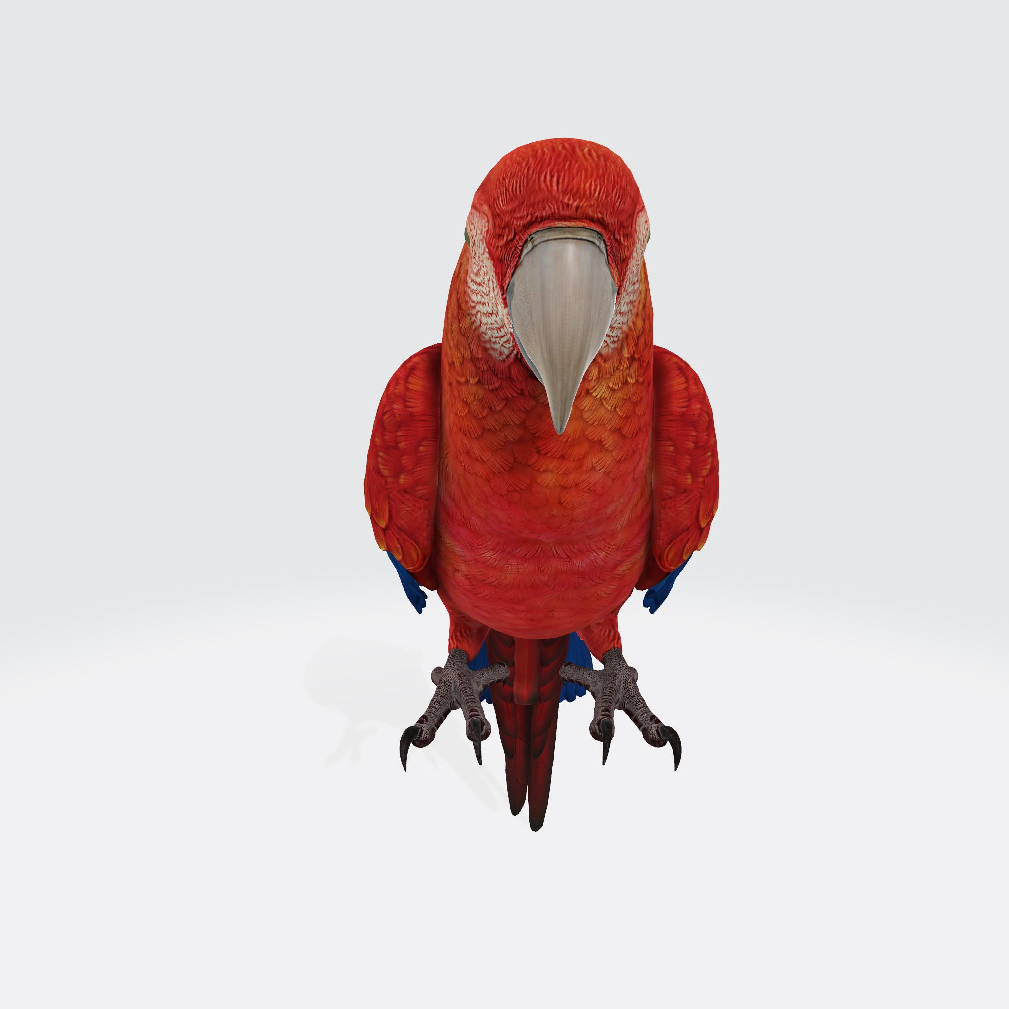 Parrot 3D Model Ready to Print 3D print model_2